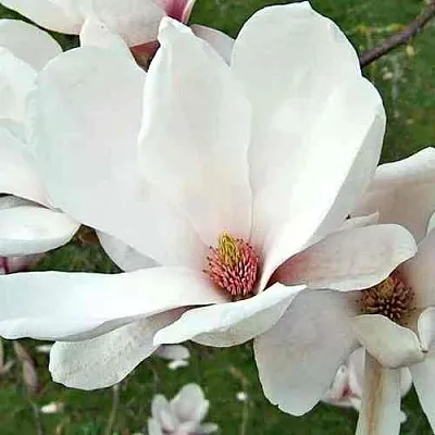 Магнолия АЛЬБА СУПЕРБА  Магнолия АЛЬБА СУПЕРБА в Красноярске