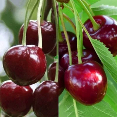 Комплект ВИШНЕВЫЙ ТАНДЕМ в Красноярске