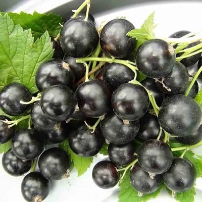 Смородина черная ТИТАНИЯ  Смородина черная ТИТАНИЯ в Красноярске