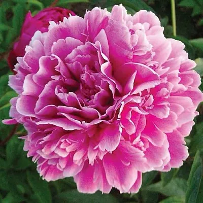 Пион ПУРПУРНАЯ ФЕЕРИЯ травянистый  Пион ПУРПУРНАЯ ФЕЕРИЯ травянистый в Красноярске