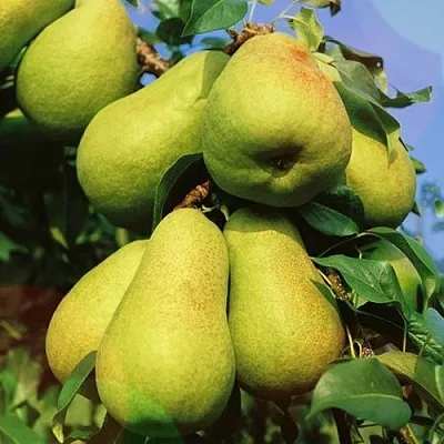 Груша НЕЖНОСТЬ колонновидная	  Груша НЕЖНОСТЬ колонновидная	 в Красноярске