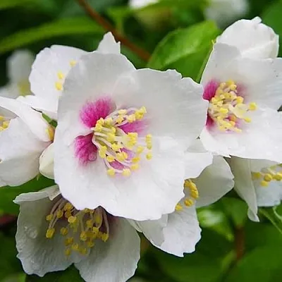 Жасмин БЕЛЬ ЭТУАЛЬ  Жасмин БЕЛЬ ЭТУАЛЬ в Красноярске