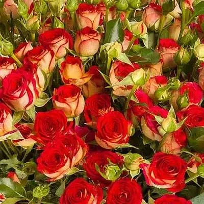 Саженцы роз РУБИЭЛЛА спрей  Саженцы роз РУБИЭЛЛА спрей в Красноярске