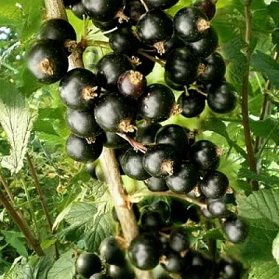 Смородина черная БЕН ТИРЕН  Смородина черная БЕН ТИРЕН в Красноярске