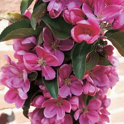 Яблоня ЗЕЛЁНЫЙ БУКЕТ декоративная  Яблоня ЗЕЛЁНЫЙ БУКЕТ декоративная в Красноярске