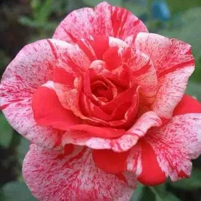 Саженцы роз ФИЛАТЕЛИЯ чайно-гибридная  Саженцы роз ФИЛАТЕЛИЯ чайно-гибридная в Красноярске