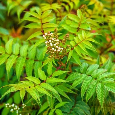 Рябинник  Рябинник в Красноярске