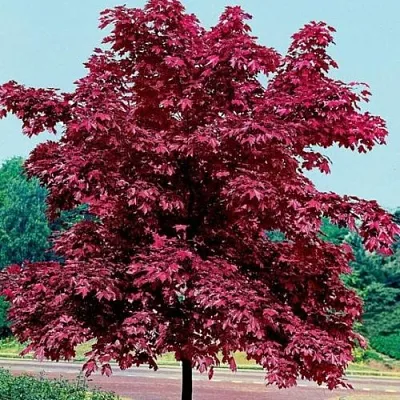 Клен КРИМСОН КИНГ остролистный  Клен КРИМСОН КИНГ остролистный в Красноярске