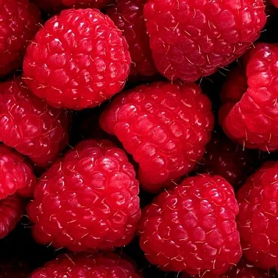 Малина  Малина в Красноярске