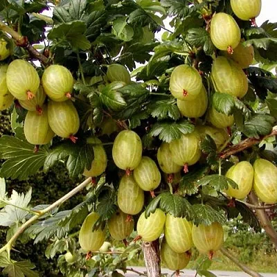 Крыжовник ИНВИКТА  Крыжовник ИНВИКТА в Красноярске