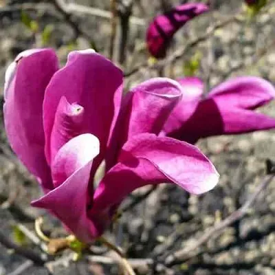 Магнолия СЬЮЗАН  Магнолия СЬЮЗАН в Красноярске