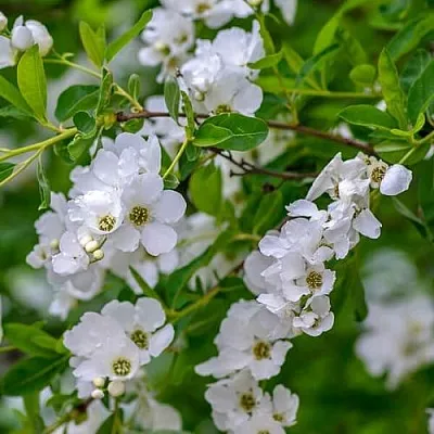 Экзохорда  Экзохорда в Красноярске