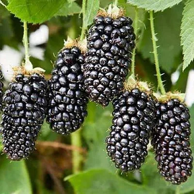 Ежевика КАРАКА БЛЭК  Ежевика КАРАКА БЛЭК в Красноярске