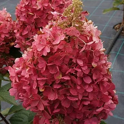 Гортензия КАНДЕЛАЙТ метельчатая  Гортензия КАНДЕЛАЙТ метельчатая в Красноярске