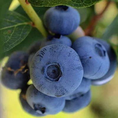 Средние сорта  Средние сорта в Красноярске