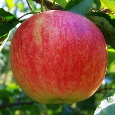 Яблоня ШТРИФЕЛЬ  Яблоня Штрифель (Штрейфлинг или Осеннее полосатое) в Красноярске