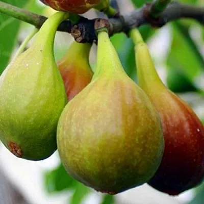 Инжир ДАЛМАТСКИЙ  Инжир ДАЛМАТСКИЙ в Красноярске