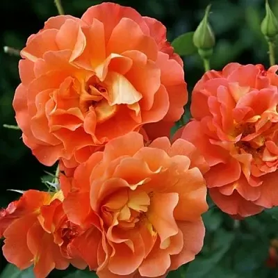 Саженцы роз ВЕСТЕРЛЕНД шраб  Саженцы роз ВЕСТЕРЛЕНД шраб в Красноярске