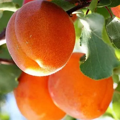 Абрикос  Абрикос в Красноярске