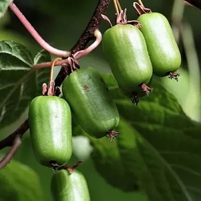 Актинидия СЕНТЯБРЬСКАЯ коломикта  Актинидия СЕНТЯБРЬСКАЯ коломикта в Красноярске