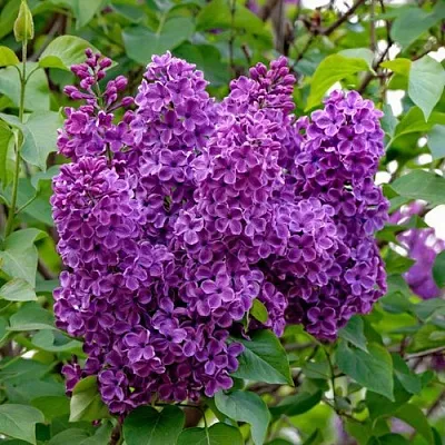 Сирень СУМЕРКИ  Сирень СУМЕРКИ в Красноярске