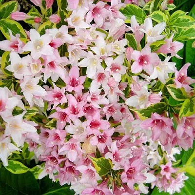 Вейгела САННИ ПРИНЦЕСС  Вейгела САННИ ПРИНЦЕСС в Красноярске