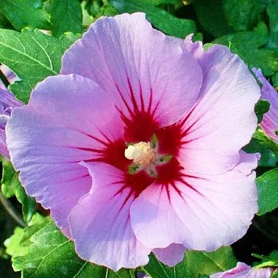 Гибискус ПИНК ФЛИРТ сирийский  Гибискус ПИНК ФЛИРТ сирийский в Красноярске