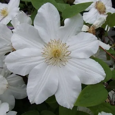 Клематис  Клематис в Красноярске