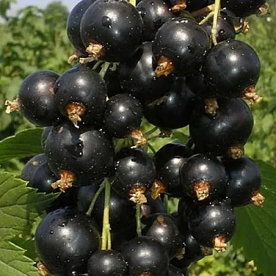 Смородина черная ИСКУШЕНИЕ  Смородина черная ИСКУШЕНИЕ в Красноярске