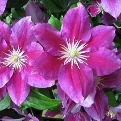 Клематис ХАНИЯ  Клематис ХАНИЯ в Красноярске