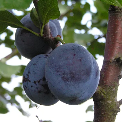 Слива ВЕНГЕРКА БЕЛОРУССКАЯ  Слива ВЕНГЕРКА БЕЛОРУССКАЯ в Красноярске