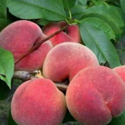 Персик КАНАДИАН ХАРМОНИ  Персик КАНАДИАН ХАРМОНИ в Красноярске