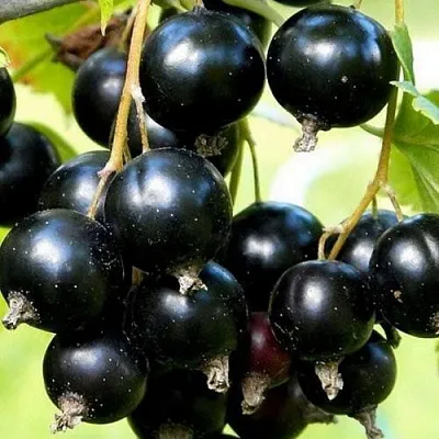 Смородина чёрная СОКРОВИЩЕ  Смородина чёрная СОКРОВИЩЕ в Красноярске