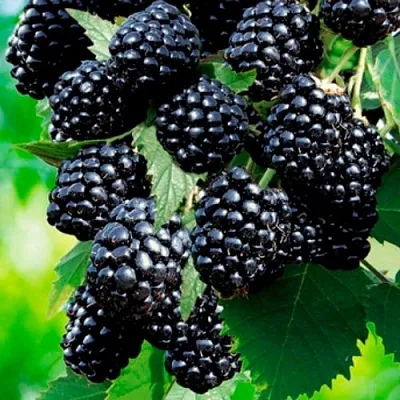 Ежевика ЛОХТЕЙ бесшипная в Красноярске