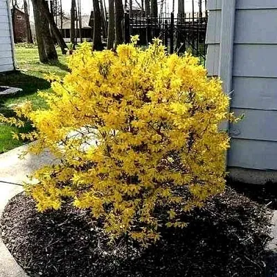 Форзиция ЛЕДНОГОРА промежуточная  Форзиция ЛЕДНОГОРА промежуточная в Красноярске