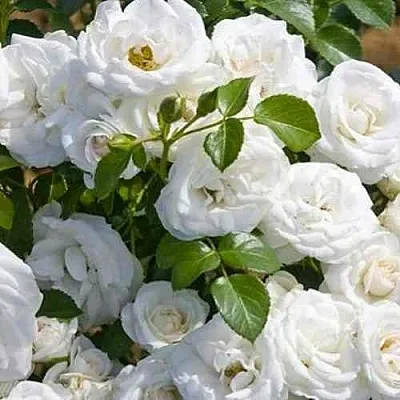 Саженцы роз НЕЖ ДЕ ТЕ мускусная  Саженцы роз НЕЖ ДЕ ТЕ мускусная в Красноярске