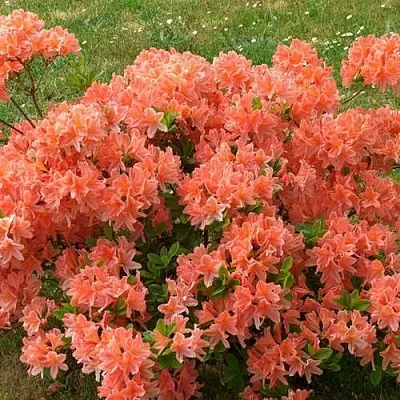 Рододендрон ЯПОНСКИЙ ОРАНЖЕВЫЙ  Рододендрон ЯПОНСКИЙ ОРАНЖЕВЫЙ в Красноярске