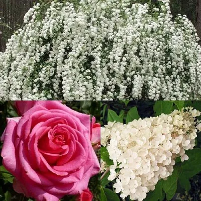 Комплект ВЕЧНАЯ КЛАССИКА в Красноярске