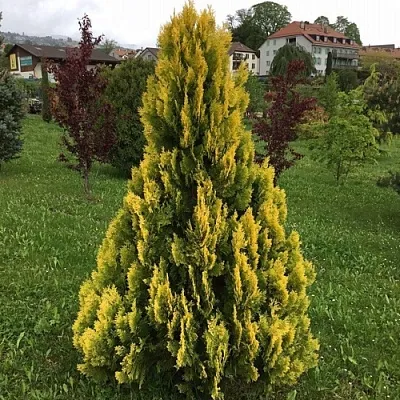 Туя ЕЛЛОУ РИББОН западная  Туя ЕЛЛОУ РИББОН западная в Красноярске