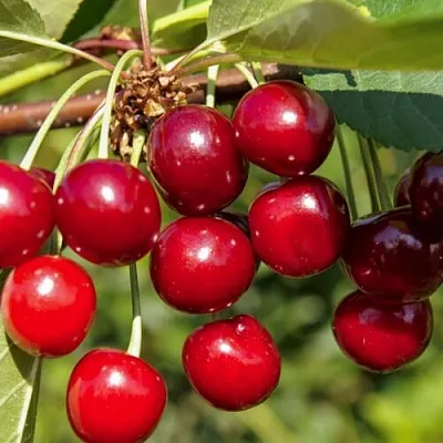 Вишня ЛЮБСКАЯ  Вишня ЛЮБСКАЯ в Красноярске