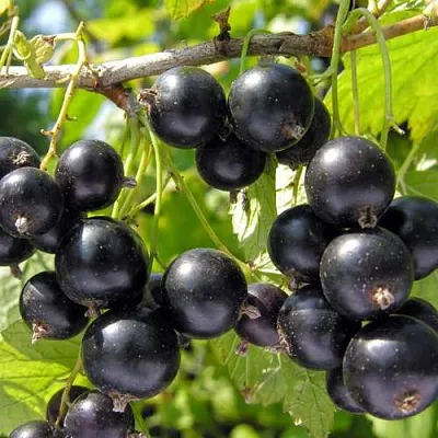 Смородина черная ГАМАЮН  Смородина черная ГАМАЮН в Красноярске