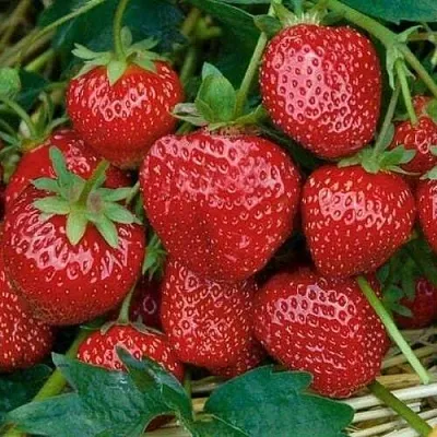 Клубника СЕЛЬВА ремонтантная  Клубника СЕЛЬВА ремонтантная в Красноярске