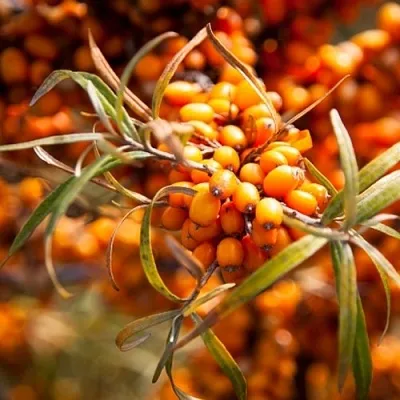 Облепиха ФИНСКАЯ в Красноярске