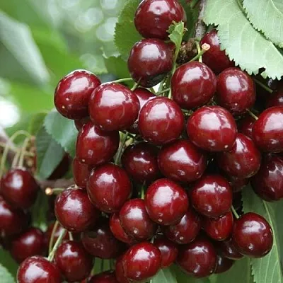 Черешня СИЛЬВИЯ колоновидная  Черешня СИЛЬВИЯ колоновидная в Красноярске