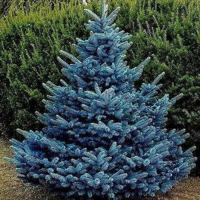 Ель МАДЖЕСТИК БЛЮ колючая  Ель МАДЖЕСТИК БЛЮ колючая в Красноярске