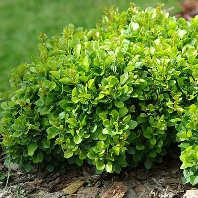 Барбарис КОБОЛЬД тунберга  Барбарис КОБОЛЬД тунберга в Красноярске