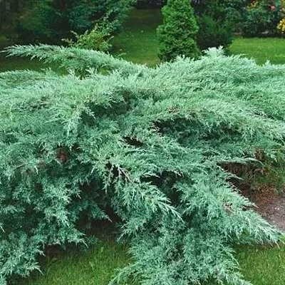 Можжевельник ГРЕЙ ОУЛ виргинский  Можжевельник ГРЕЙ ОУЛ виргинский в Красноярске