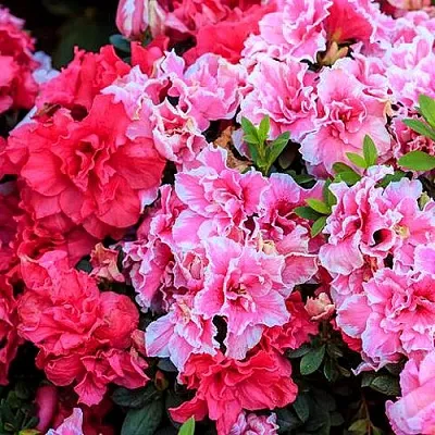 Декоративные растения в Красноярске