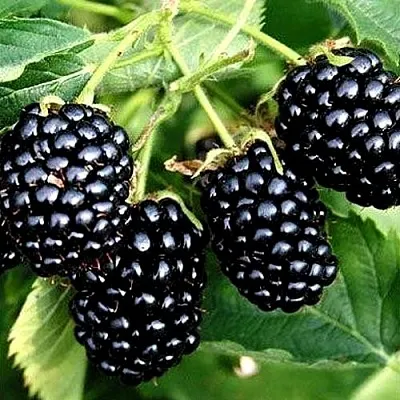 Ежевика ПРАЙМ АРК ТРЕВЕЛЕР ремонтантная  Ежевика ПРАЙМ АРК ТРЕВЕЛЕР ремонтантная в Красноярске