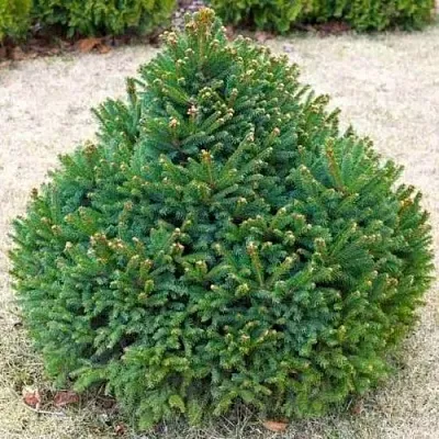 Ель БАРРИ обыкновенная  Ель БАРРИ обыкновенная в Красноярске